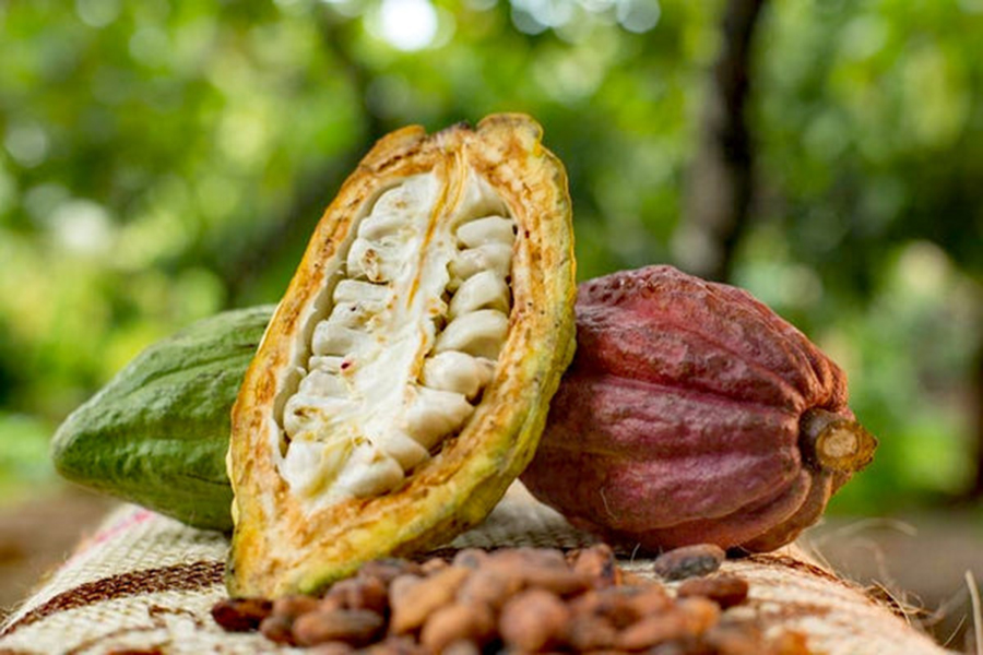 El árbol del cacao era considerado el alimento de los dioses por representar abundancia, gobernabilidad y ascendencia. Foto: Curasanashop.