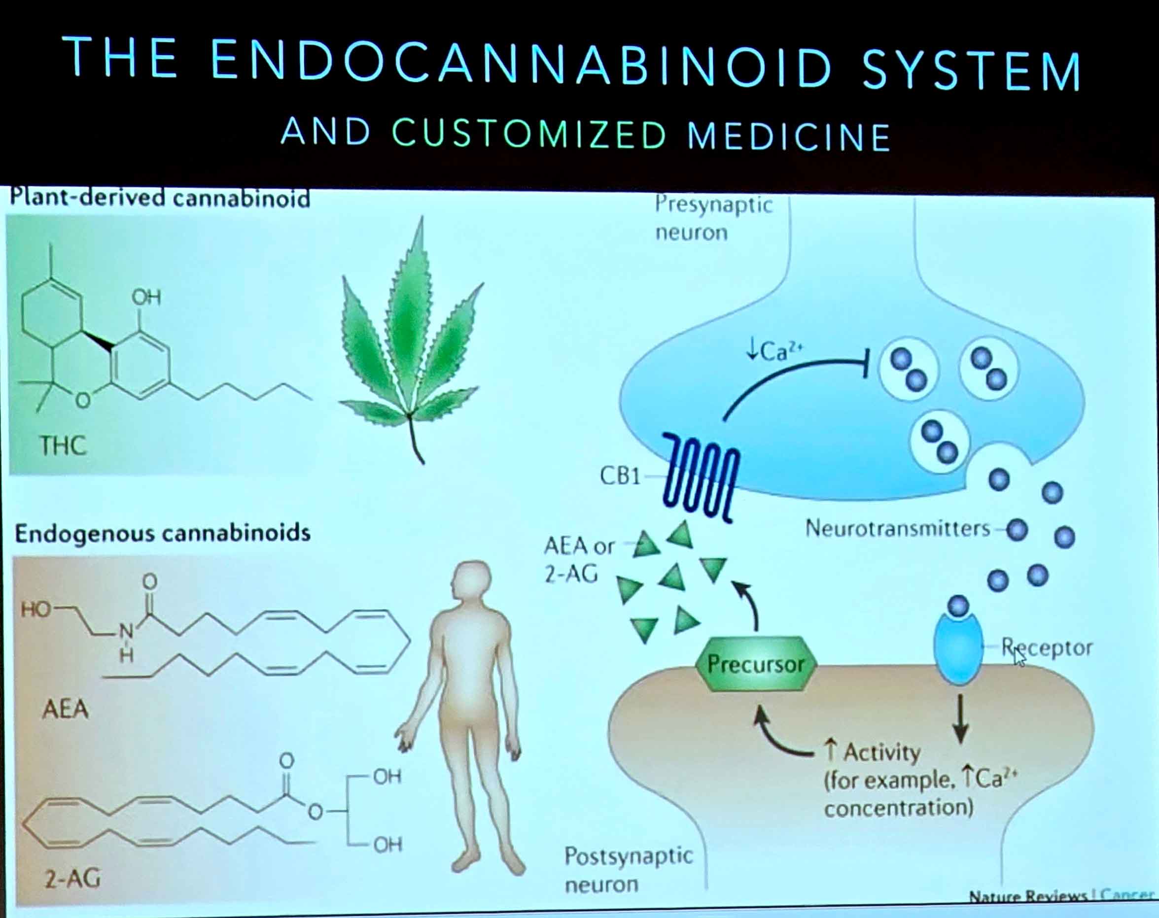 CBD-Rich Cannabis: Policy and Patient Experience. Foto: CulturaLatina